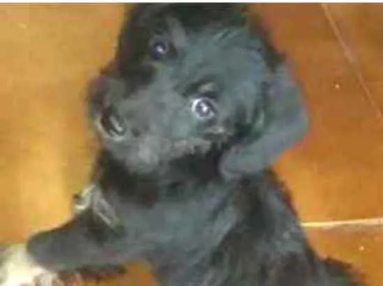 Cachorro ra a Poodle misturado com outra raç idade Abaixo de 2 meses nome Neguinho