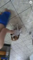 Belinha