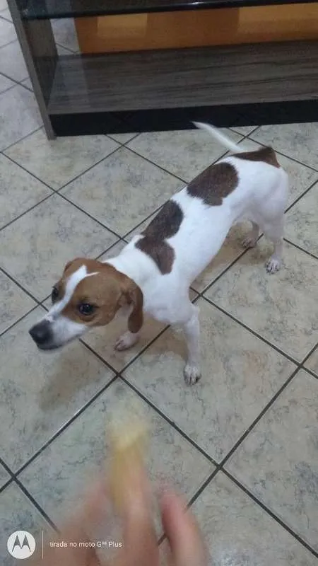 Cachorro ra a fox paulistinha idade 1 ano nome Belinha