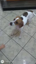 Belinha