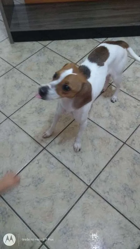 Cachorro ra a fox paulistinha idade 1 ano nome Belinha