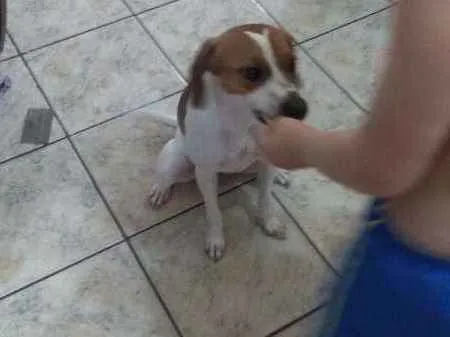 Cachorro ra a fox paulistinha idade 1 ano nome Belinha