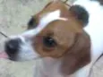 Belinha