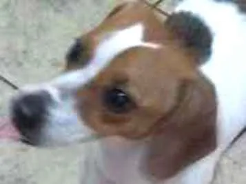 Cachorro ra a fox paulistinha idade 1 ano nome Belinha