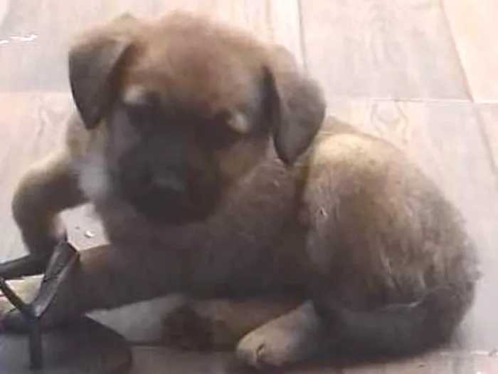 Cachorro ra a Não sei idade 7 a 11 meses nome Joca 