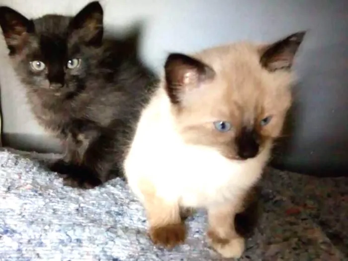 Gato ra a mestiços idade 2 a 6 meses nome Ainda sem nome
