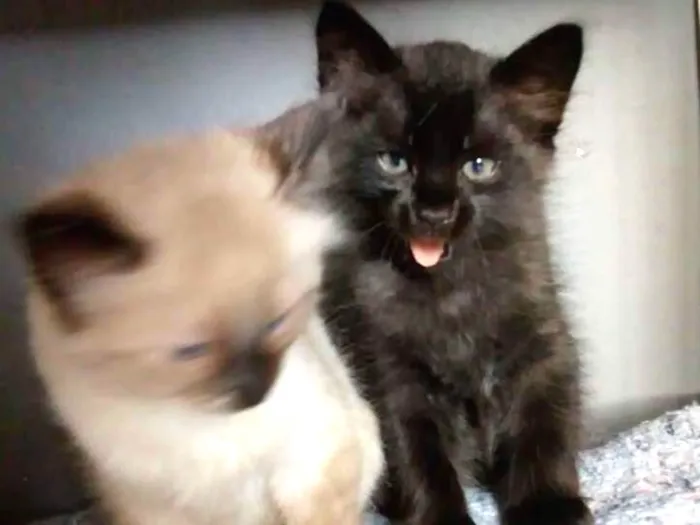 Gato ra a mestiços idade 2 a 6 meses nome Ainda sem nome