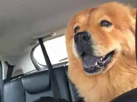 Cachorro ra a Vira-lata e Chow chow idade 2 anos nome Bob e Aika