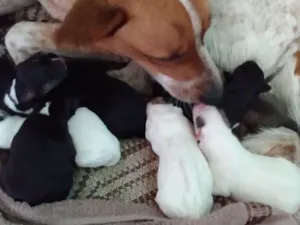 Cachorro raça Sem raça idade Abaixo de 2 meses nome Ainda não possuem