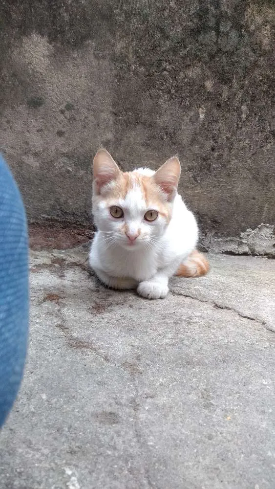Gato raça Vira-lata idade 2 a 6 meses nome Haru