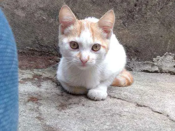 Gato raça Vira-lata idade 2 a 6 meses nome Haru