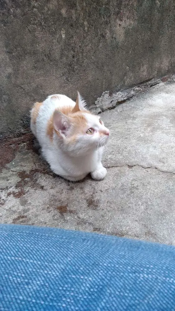 Gato raça Vira-lata idade 2 a 6 meses nome Haru