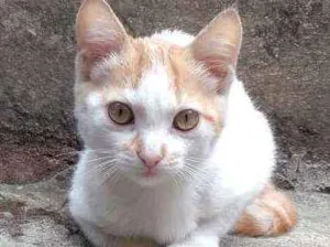 Gato raça Vira-lata idade 2 a 6 meses nome Haru