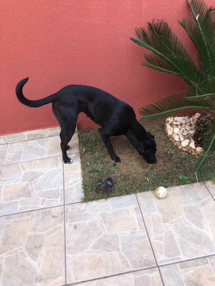 Cachorro ra a Vira-lata idade 1 ano nome Pantera