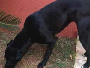 Cachorro raça Vira-lata idade 1 ano nome Pantera