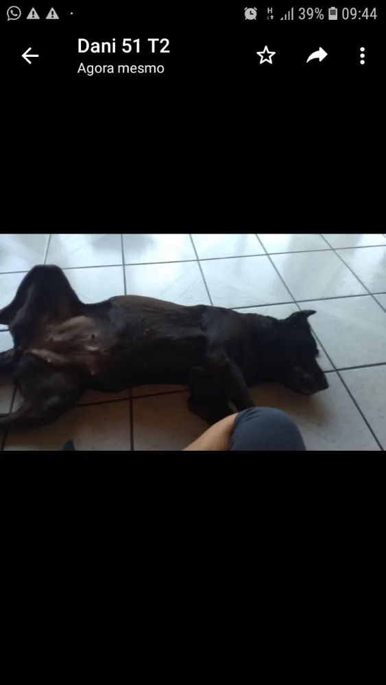 Cachorro ra a Labrador idade 6 ou mais anos nome Luna