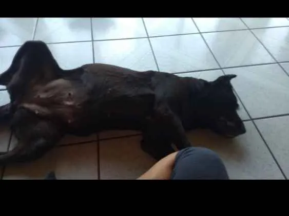 Cachorro ra a Labrador idade 6 ou mais anos nome Luna