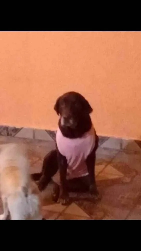 Cachorro ra a Labrador idade 6 ou mais anos nome Luna