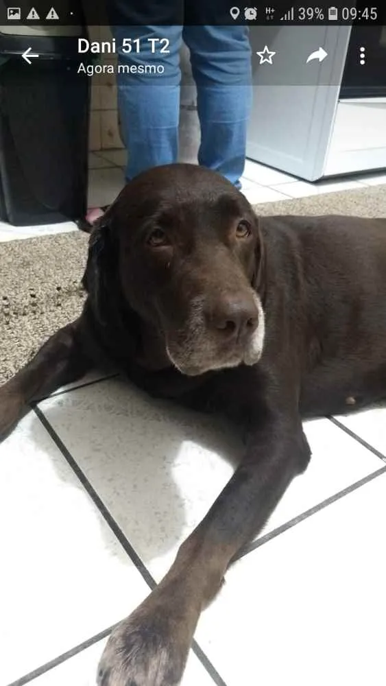 Cachorro ra a Labrador idade 6 ou mais anos nome Luna