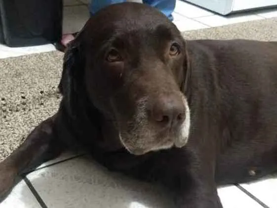 Cachorro ra a Labrador idade 6 ou mais anos nome Luna