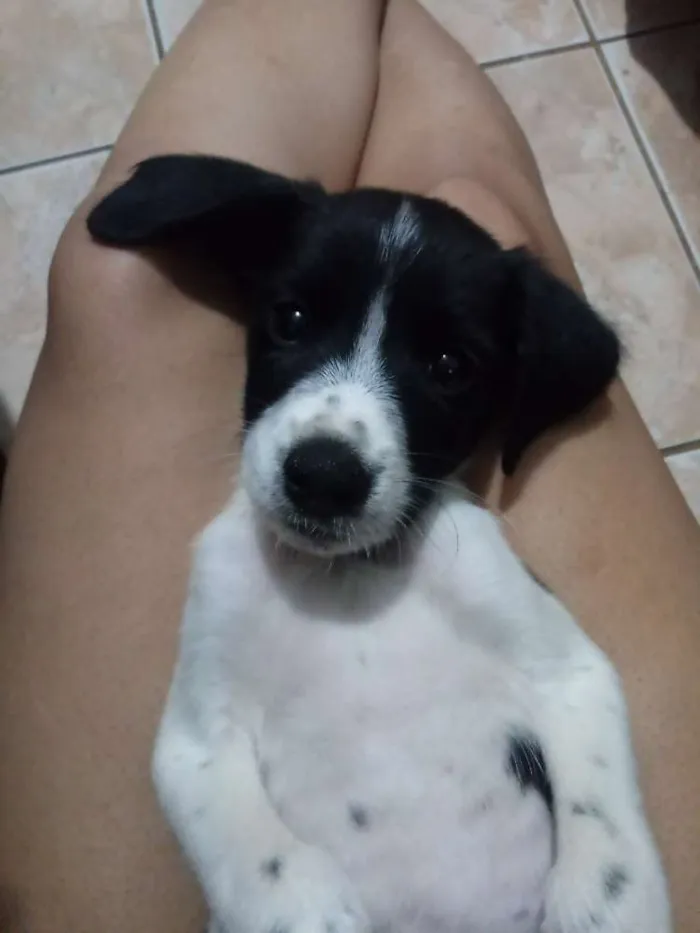 Cachorro ra a Indefinida idade 2 a 6 meses nome Sem nome