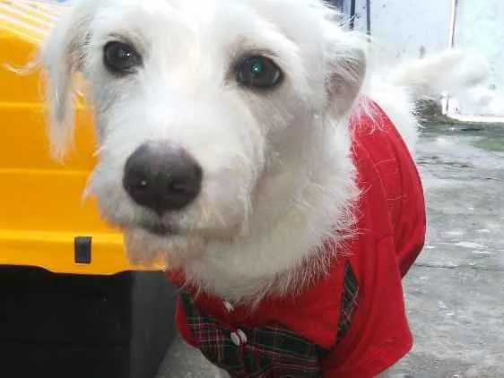 Cachorro raça Vira Lata idade 7 a 11 meses nome Barney