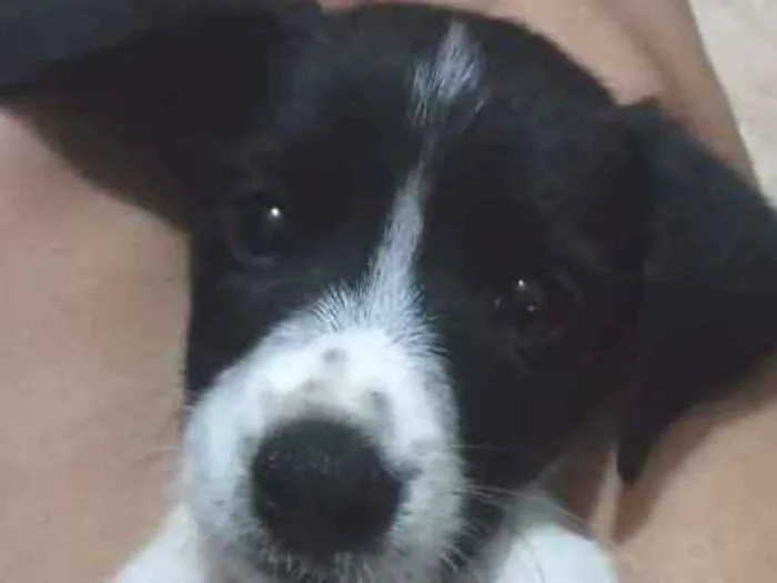 Cachorro ra a Indefinida idade 2 a 6 meses nome Sem nome