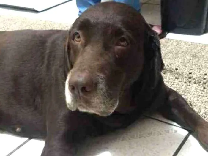 Cachorro ra a Labrador idade 6 ou mais anos nome Luna