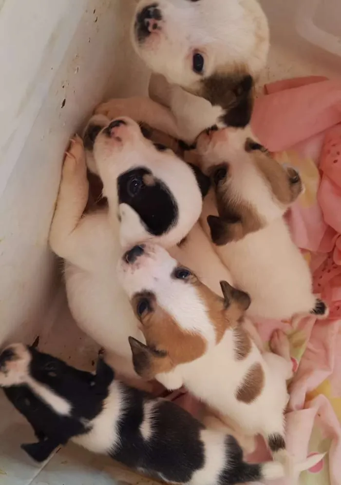 Cachorro raça Nao definida  idade 2 a 6 meses nome Sem nome 