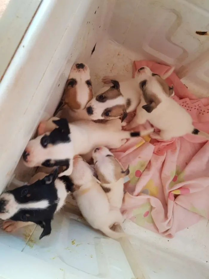 Cachorro raça Nao definida  idade 2 a 6 meses nome Sem nome 