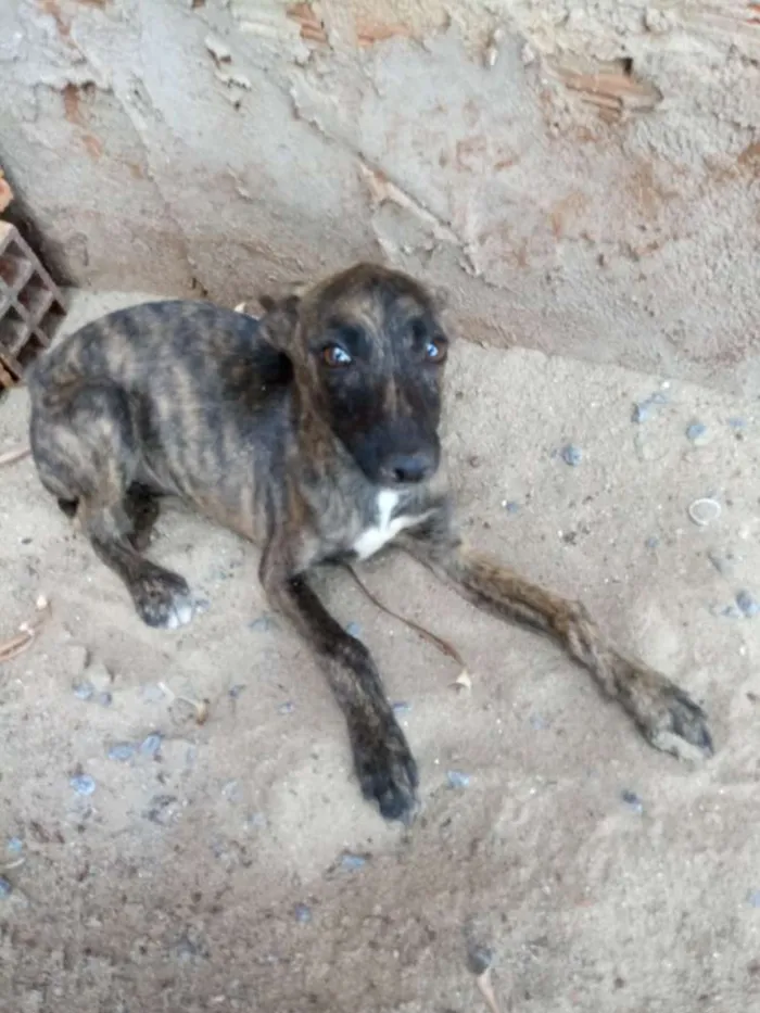 Cachorro ra a Vira-lata idade 2 a 6 meses nome Belinha