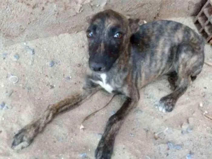 Cachorro ra a Vira-lata idade 2 a 6 meses nome Belinha