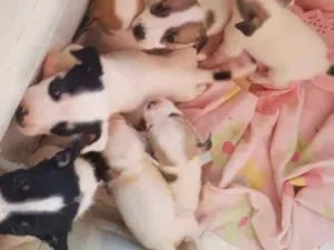 Cachorro raça Nao definida  idade 2 a 6 meses nome Sem nome 