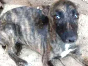 Cachorro raça Vira-lata idade 2 a 6 meses nome Belinha