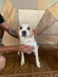 Pipoca