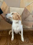 Pipoca