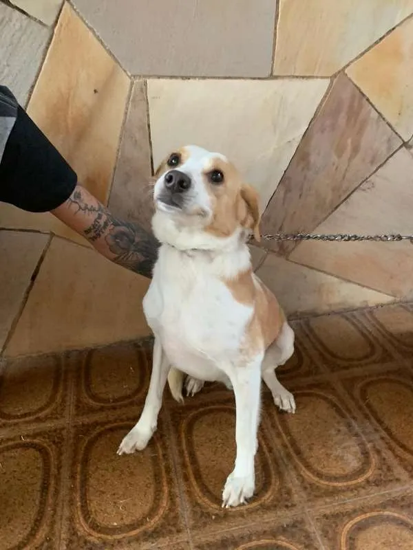 Cachorro ra a Vira Lata idade 2 anos nome Pipoca