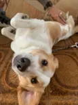 Pipoca