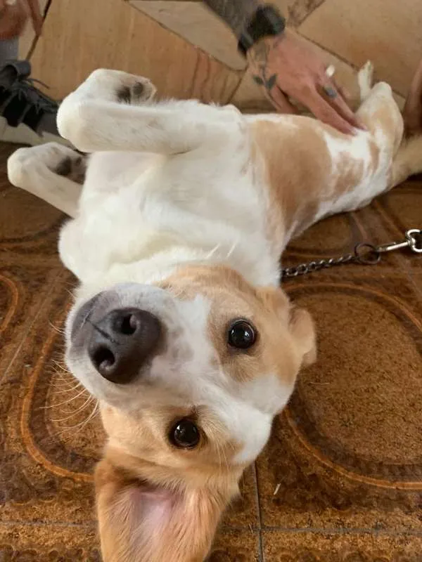 Cachorro ra a Vira Lata idade 2 anos nome Pipoca
