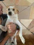 Pipoca