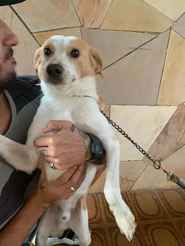 Cachorro ra a Vira Lata idade 2 anos nome Pipoca