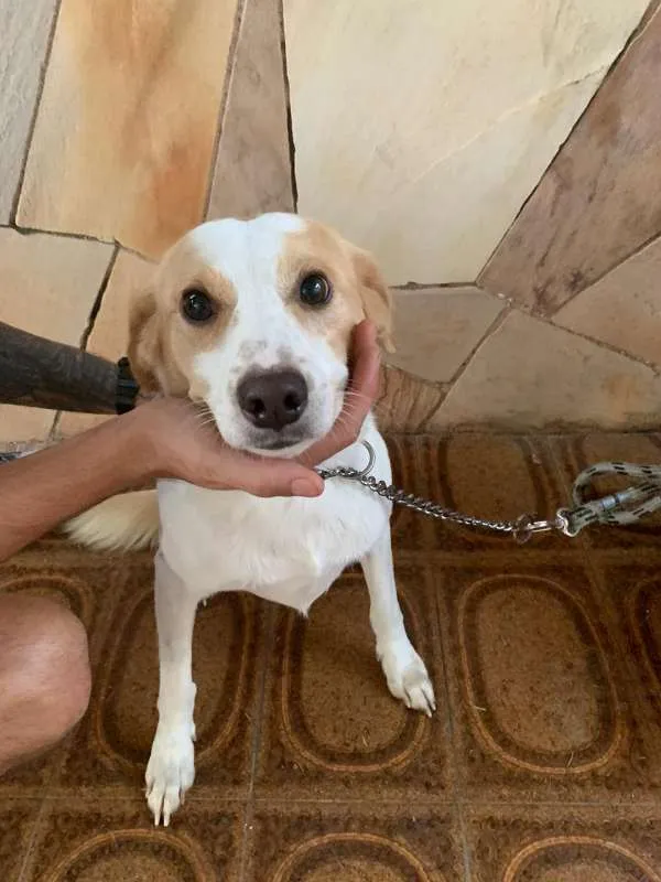 Cachorro ra a Vira Lata idade 2 anos nome Pipoca