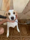 Pipoca
