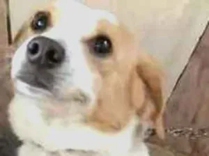 Cachorro raça Vira Lata idade 2 anos nome Pipoca
