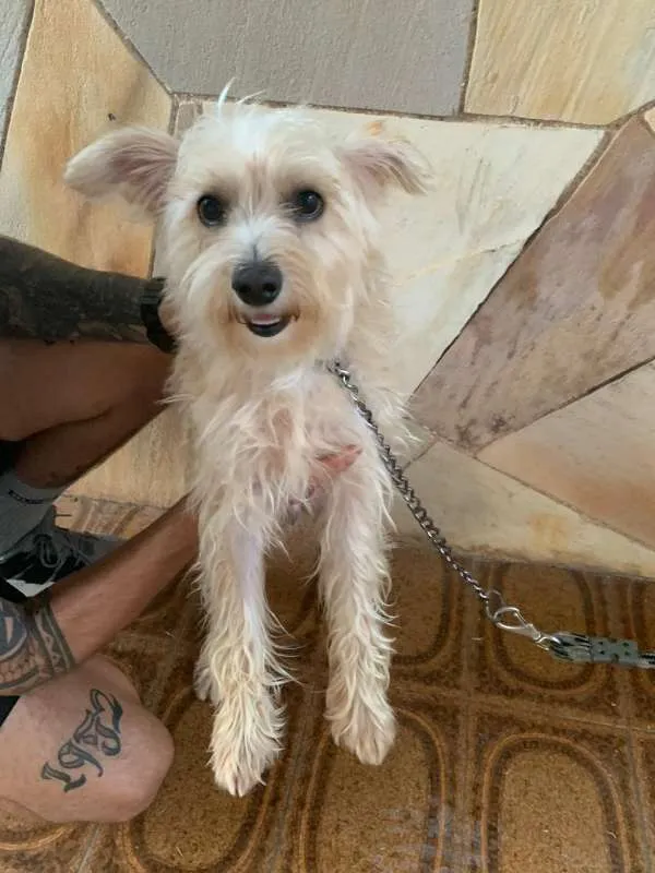 Cachorro ra a Vira Lata idade 2 anos nome Bidu