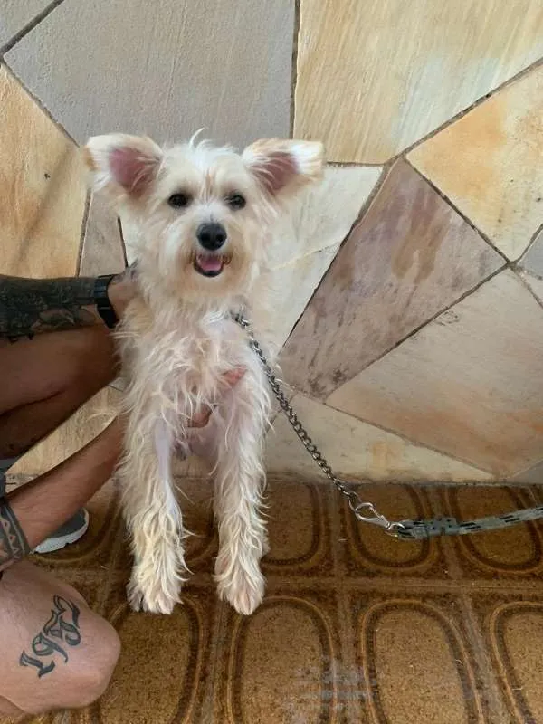 Cachorro ra a Vira Lata idade 2 anos nome Bidu