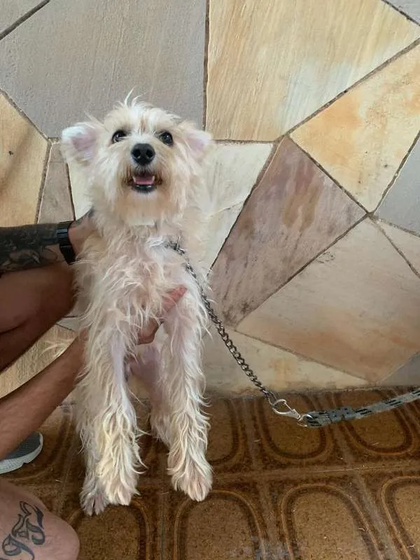 Cachorro ra a Vira Lata idade 2 anos nome Bidu