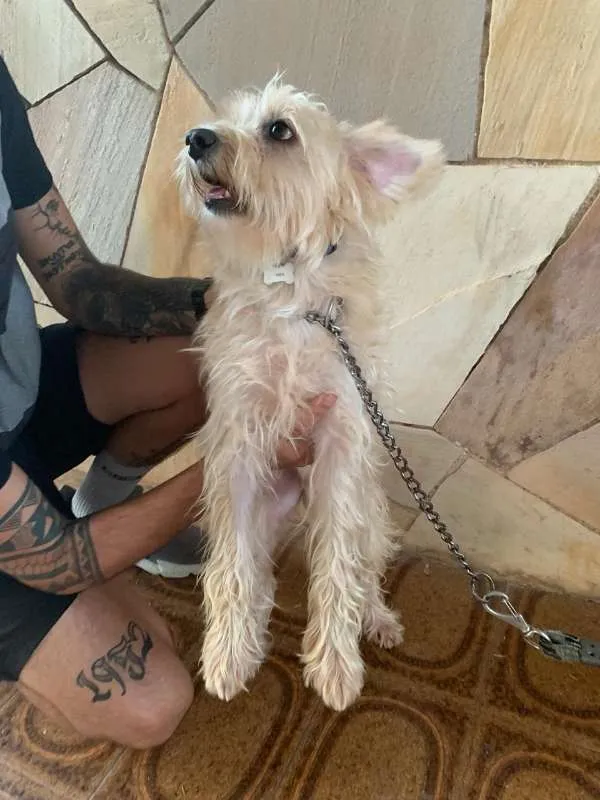 Cachorro ra a Vira Lata idade 2 anos nome Bidu