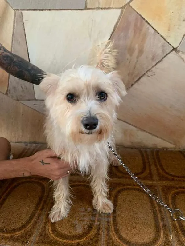 Cachorro ra a Vira Lata idade 2 anos nome Bidu