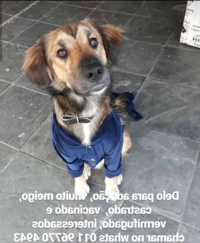 Cachorro ra a SRD idade 3 anos nome Delo